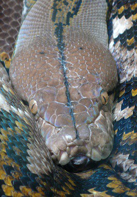reticulated python head