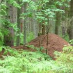 ring-necked snake, anthill habitat