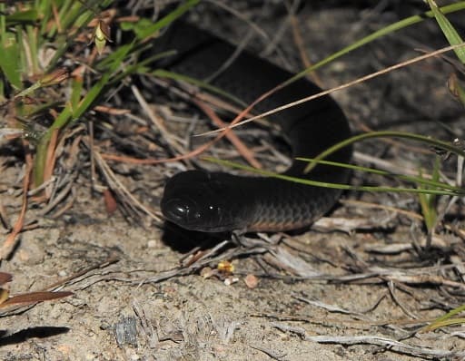 small-eyed snake (Cryptophis nigrescens)