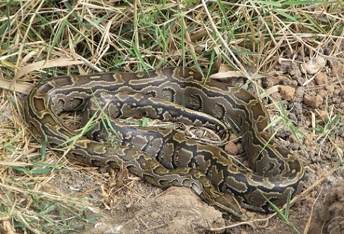 African Rock Python, Python sebae