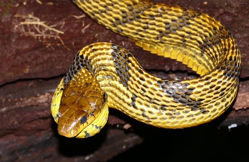 Amazon Puffing Snake (Spilotes sulphureus)