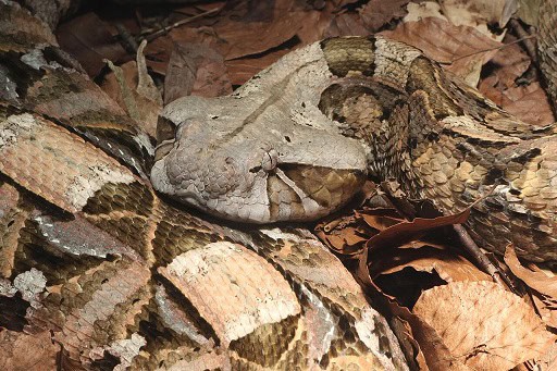 Bitis gabonica gaboon adder head