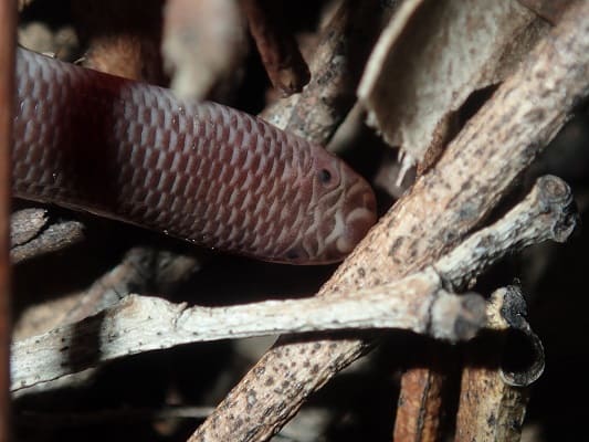 Blackish Blind Snake Anilios nigrescens