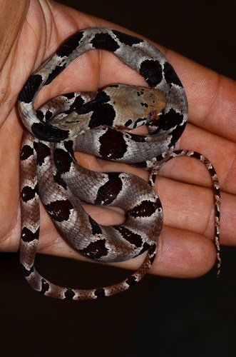 Blandings Tree Snake (Toxicodryas blandingii)