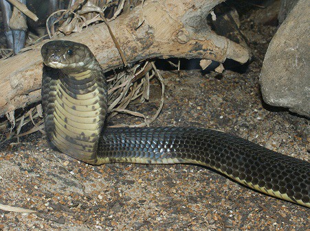 Caspian cobra (Naja oxiana) snake