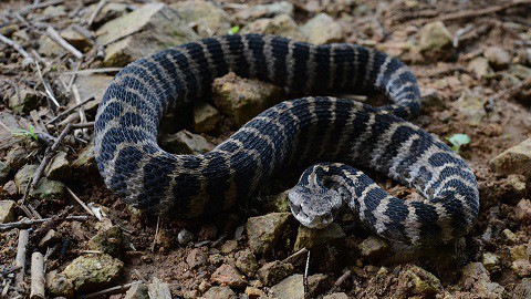 Central Asian Pitviper Gloydius intermedius