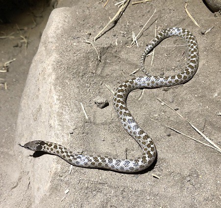 Coast Night Snake Hypsiglena ochrorhynchus