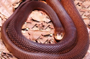 Coastal Taipan (Oxyuranus scutellatus)