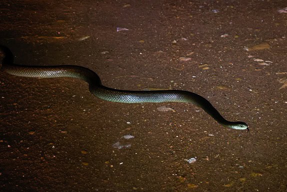Coastal Taipan Oxyuranus scutellatus danger