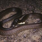 Coastal Taipan (Oxyuranus scutellatus) deadly