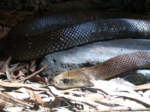 Coastal Taipan Oxyuranus scutellatus