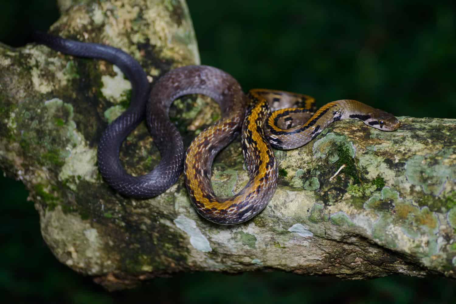 Coelognathus flavolineatus yellow trinket snake