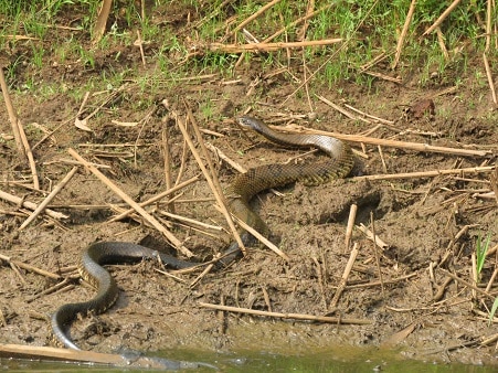 False Water Cobra (Hydrodynastes gigas)