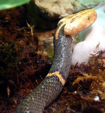Fea's viper (Azemiops feae) neurotoxic
