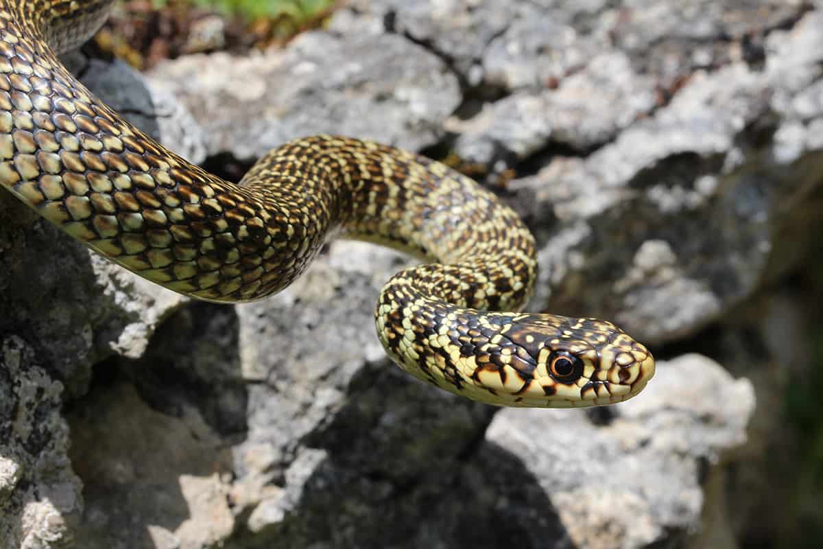 Green Whip Snake (Hierophis viridiflavus)