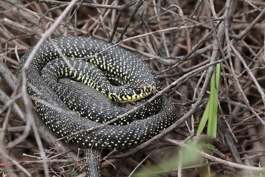 Green Whip Snake, Hierophis viridiflavus
