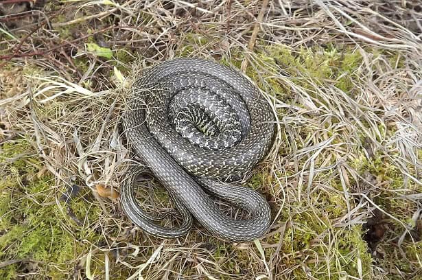 Green Whip Snake Hierophis viridiflavus coiled