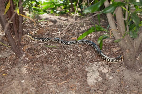 Green Whip Snake Hierophis viridiflavus sardinia