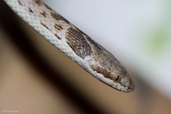 Hypsiglena torquata night snake head