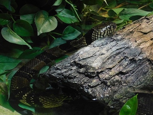 Naja annulata banded water cobra