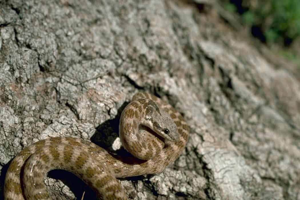 Night snake - New Mexico