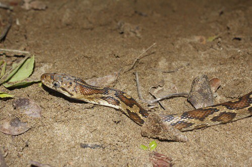 Pseudelaphe flavirufa bat-eating snake