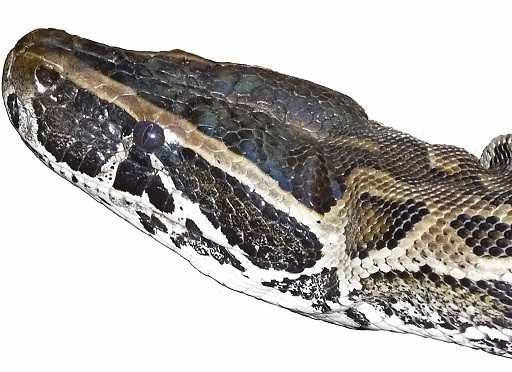 Python sebae rock python head