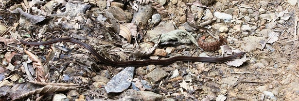 Ribboned Brittle Snake Urotheca lateristriga