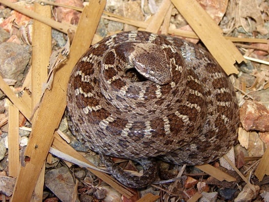 Sinaloan Nightsnake (Hypsiglena torquata) USA