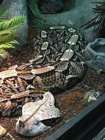 Víbora de Gabon (Bitis gabonica)