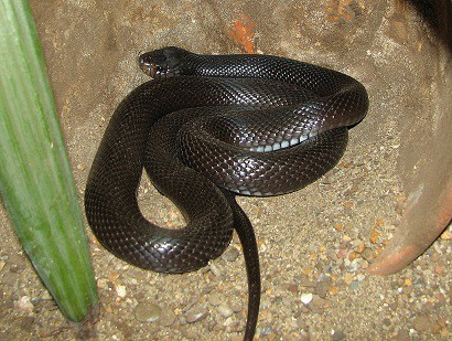 Walterinnesia aegyptia black desert cobra