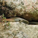 Yellow-faced Whipsnake Demansia psammophis