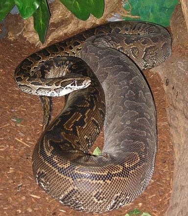 african rock python giant constrictor