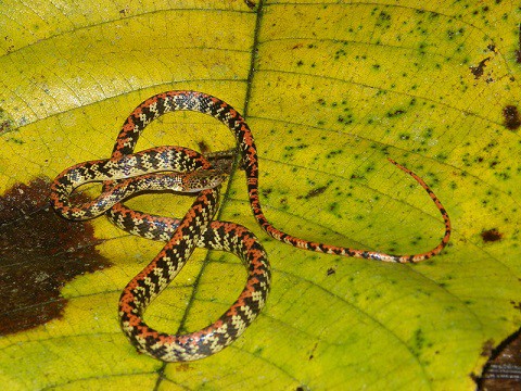 bat eating snakes Siphlophis cervinus