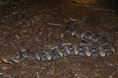 bitis gabonic gaboon adder night