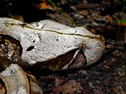 bitis gabonica gaboon adder face