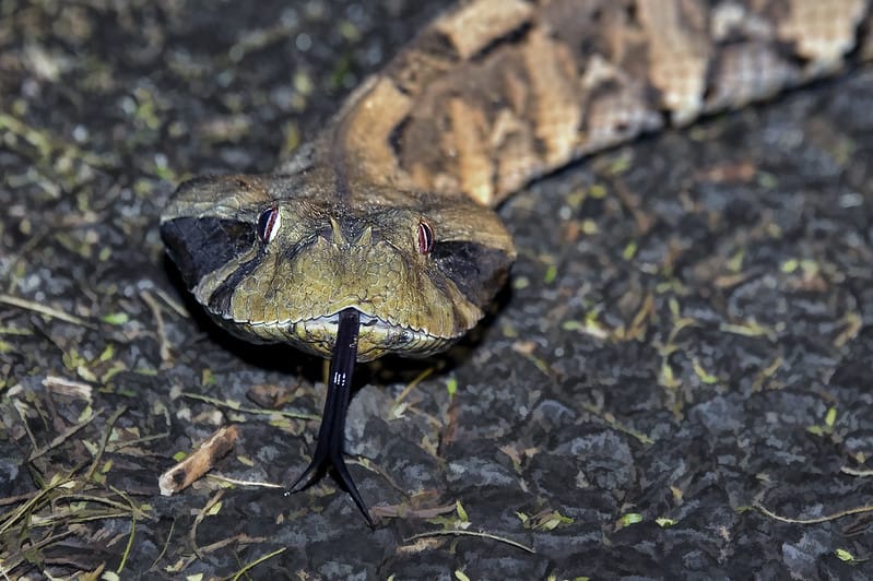 bitis gabonica gaboon adder face