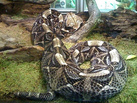 bitis gabonica gaboon viper africa