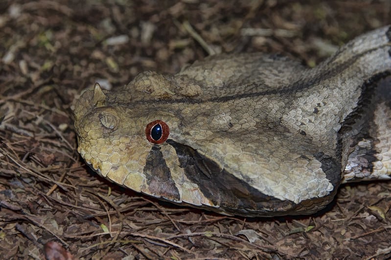 bitis gabonica head gaboon adder