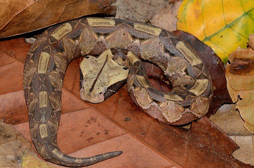 gaboon adder (bitis gabonica) africa