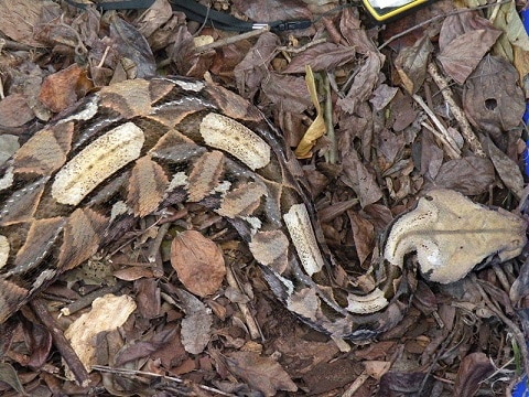 gaboon adder bitis gabonica camouflage