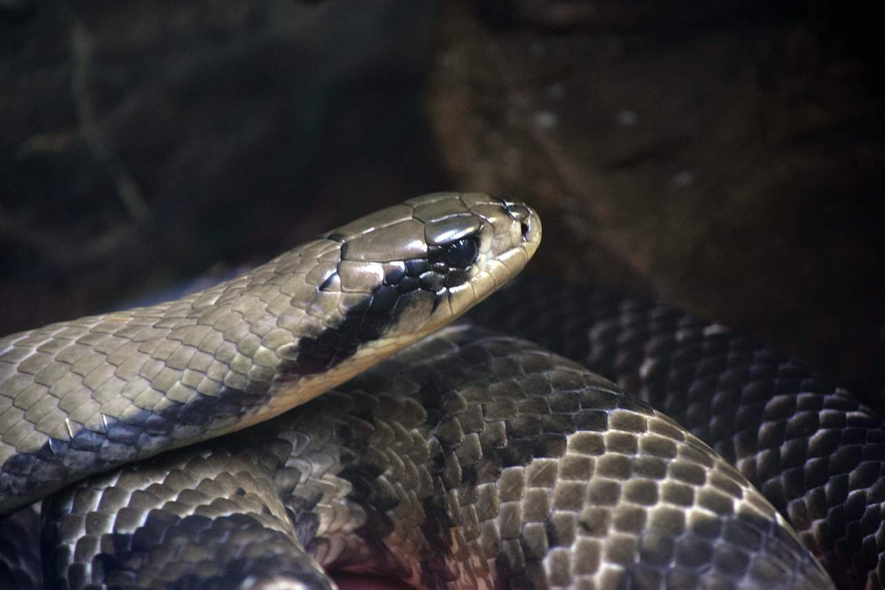 hydrodynastes gigas brazilian smooth snake