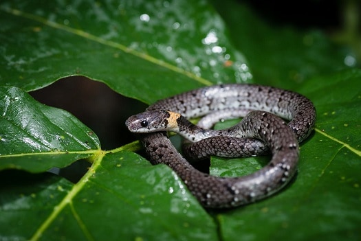 pareas margaritophorus spotted slug snake