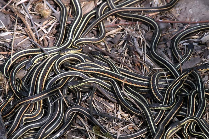 red garter snake communal hibernacula