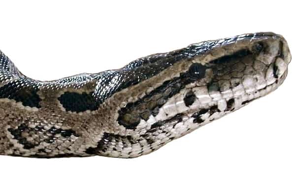 southern Rock Python (Python natalensis)