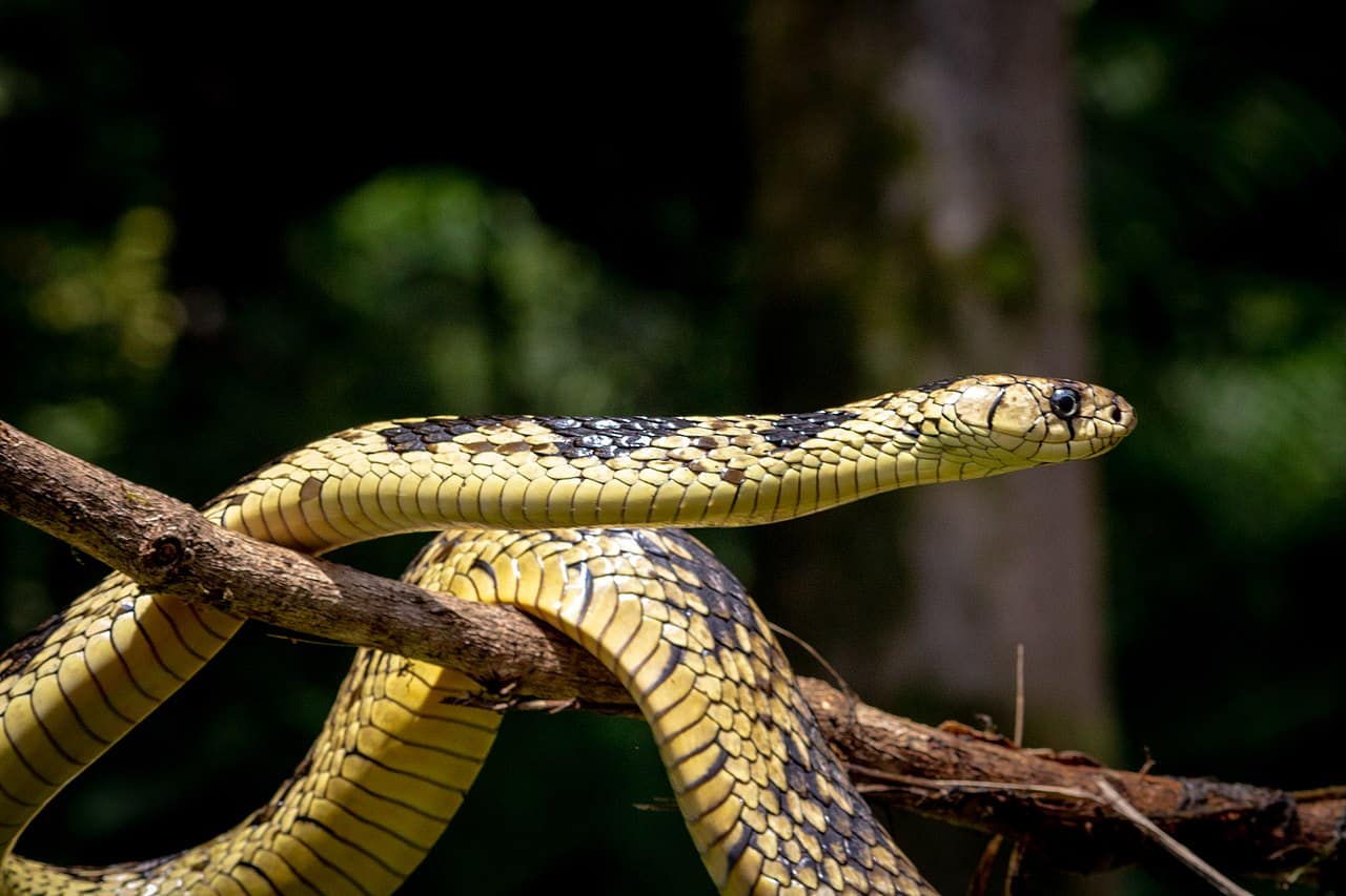 tiger ratsnake Spilotes pullatus bats