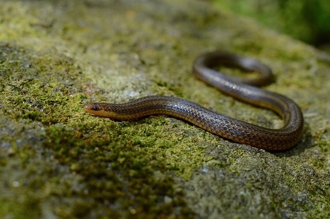 American Burrowing Snake Adelphicos quadrivirgatum