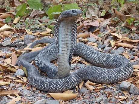 Andaman cobra (Naja sagittifera) hood