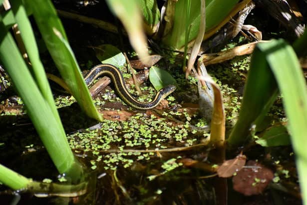 Aquatic Garter Snake (Thamnophis atratus) habitat