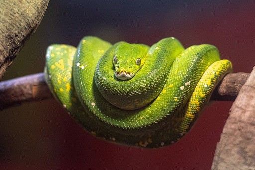 Australian green tree python morelia